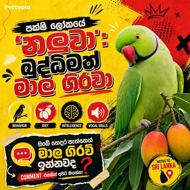 AI-generated Facebook post about the rose-ringed parakeet (මාල ගිරවා) for Pettopia, highlighting behaviour, diet, intelligence and vocal skills